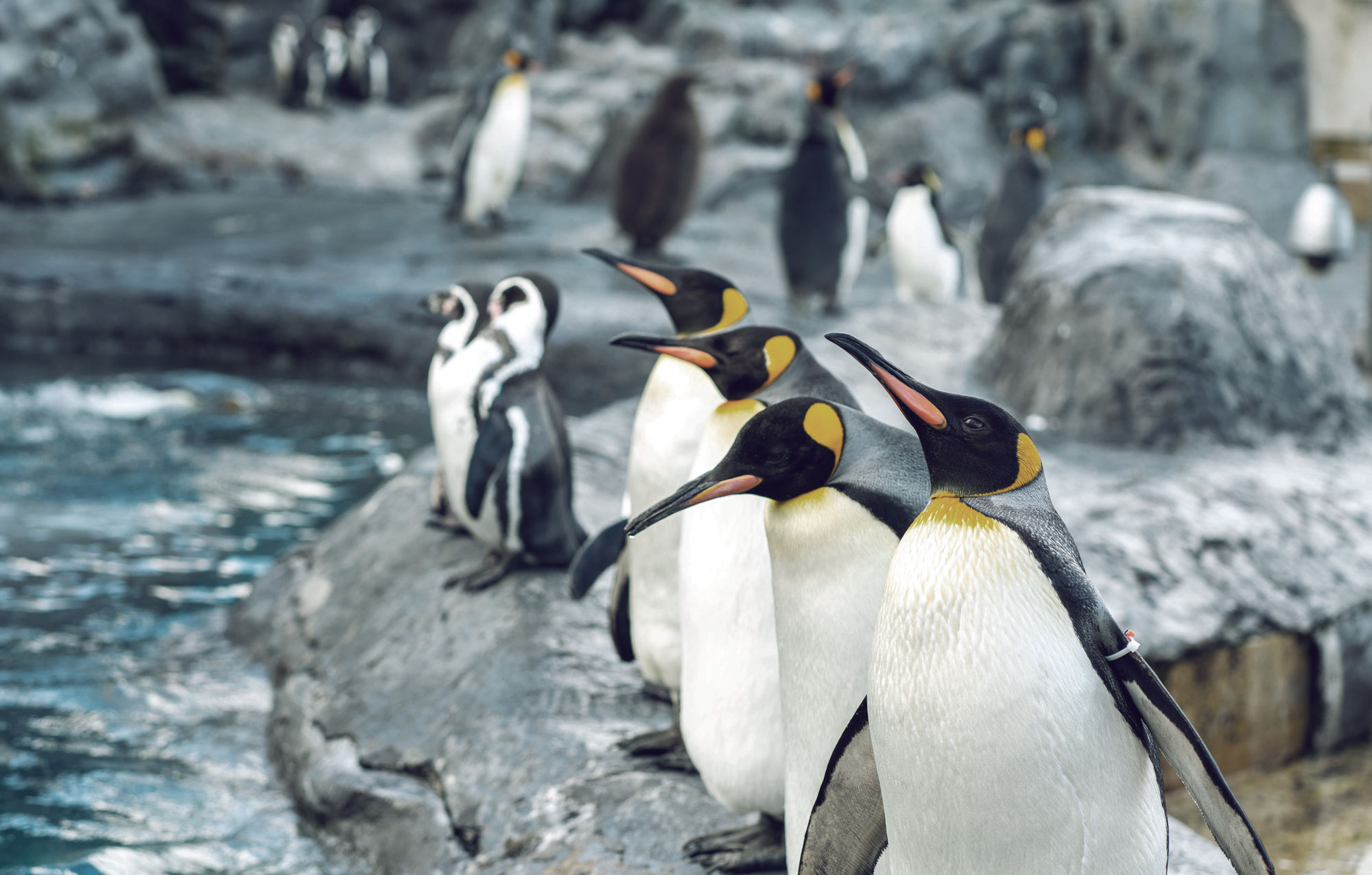 pinguin dating site viteza datând 21 și în sus